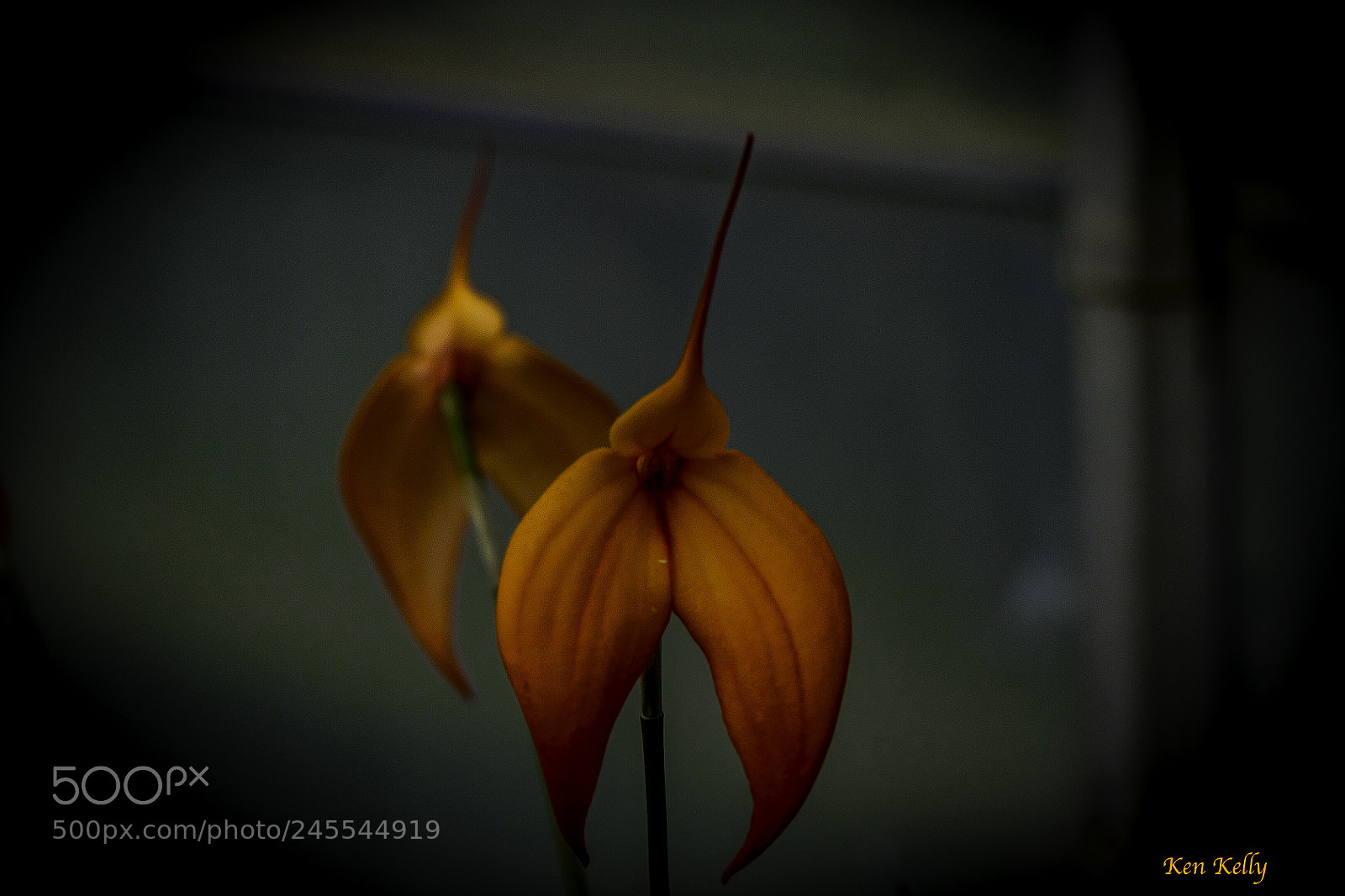 Canon EOS 7D Mark II sample photo. Masdevallia-veitchiana-prince-de-galle orchid photography
