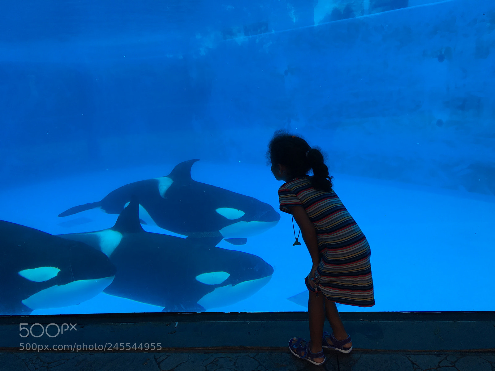 Apple iPhone 6s sample photo. Orcas and girl photography