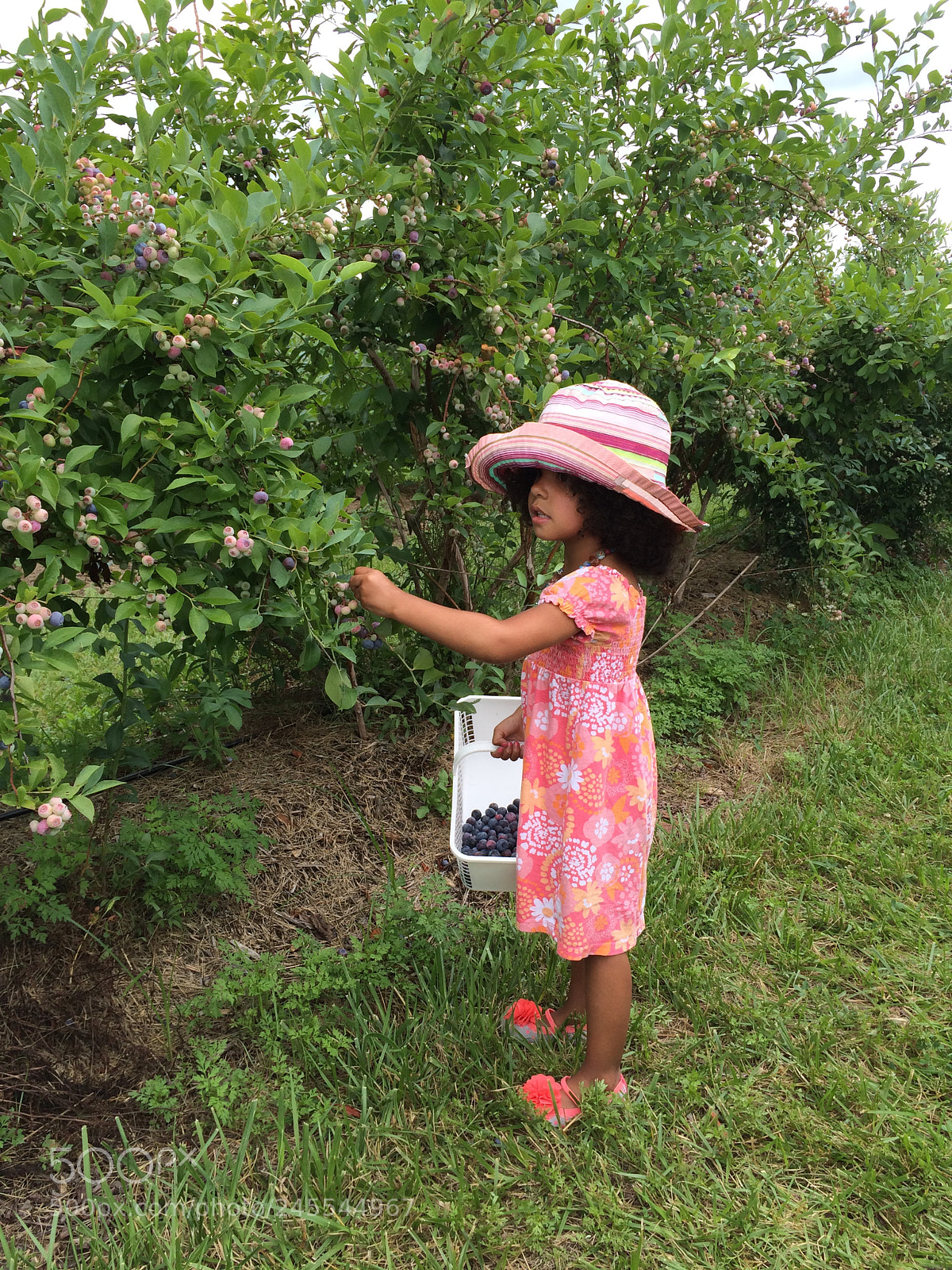 Apple iPhone 5s sample photo. Picking berries photography