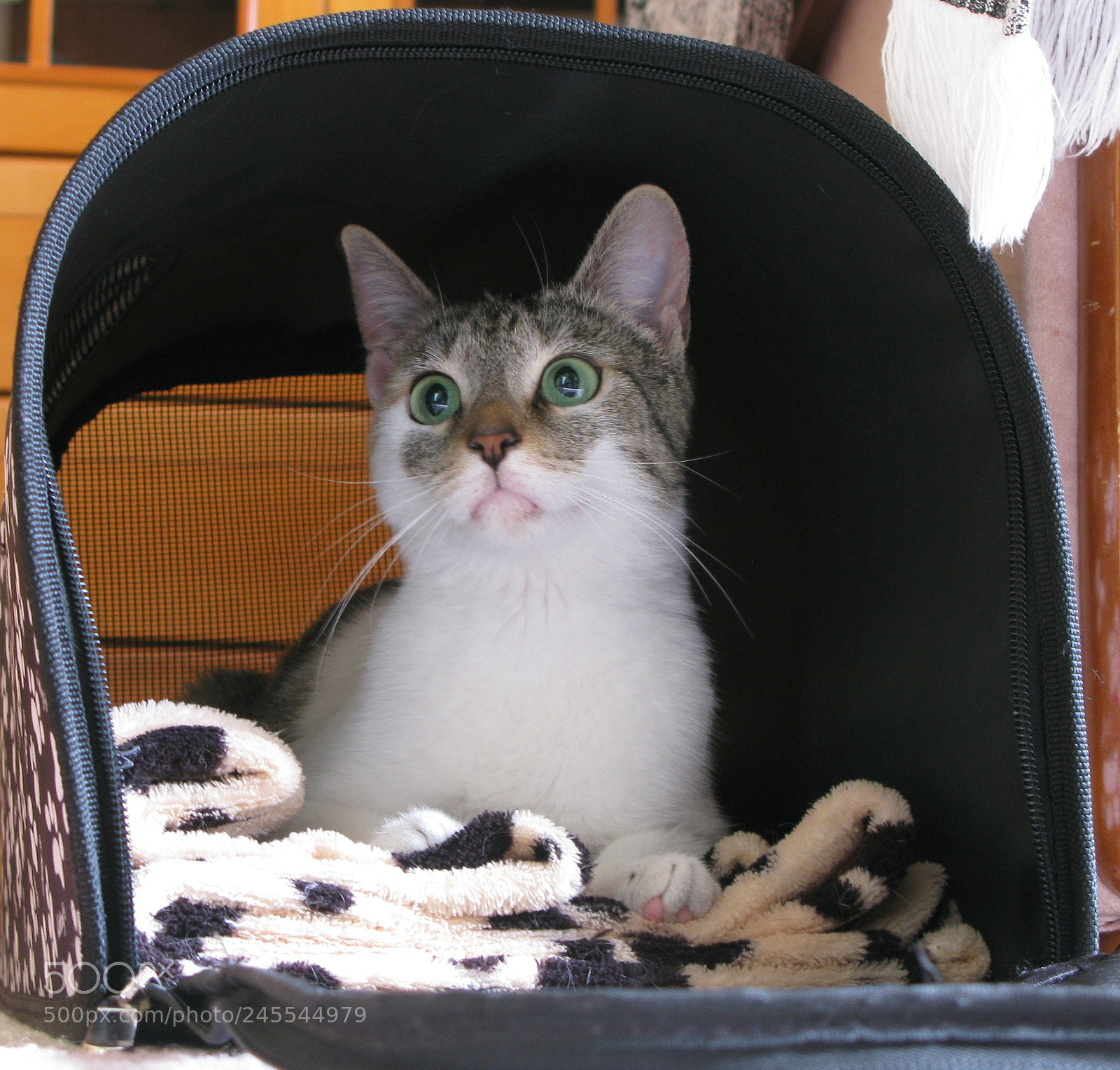 Canon POWERSHOT G9 sample photo. Cat photography
