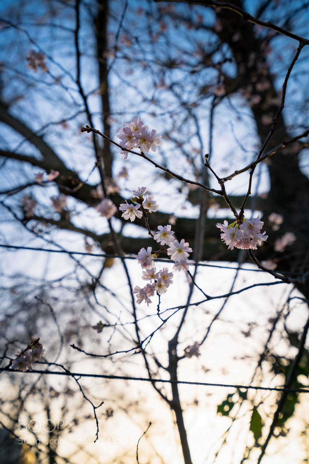 Sony a7R II sample photo. Flower in little venice 2 photography