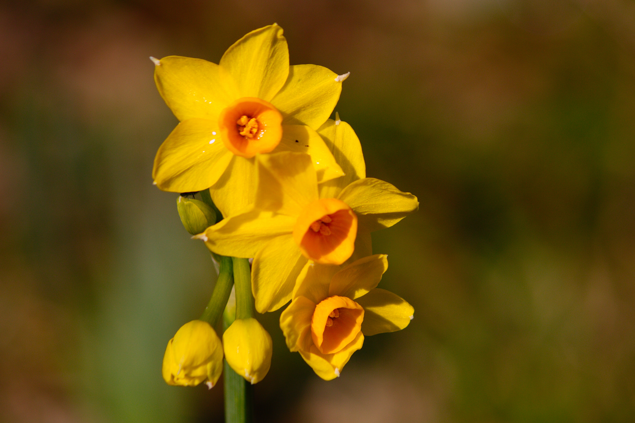 Canon EF-S 55-250mm F4-5.6 IS II sample photo. I am looking for spring iv photography