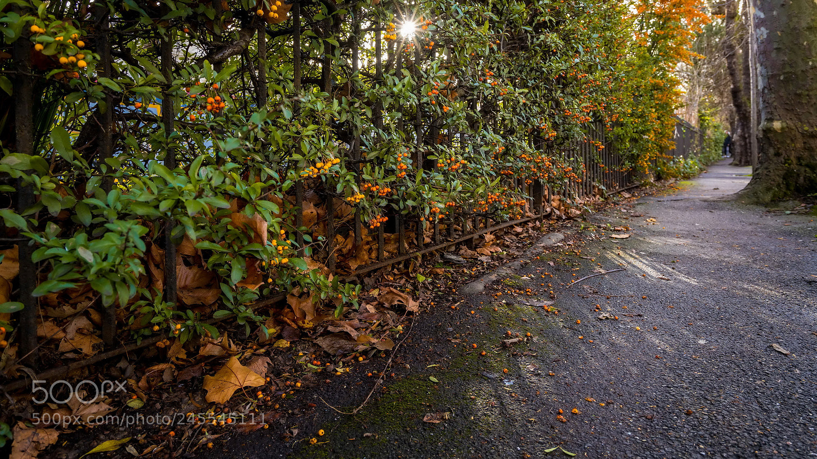 Sony a7R II sample photo. Untitled photography