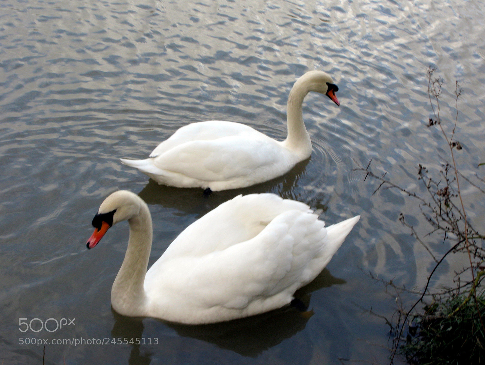 Canon POWERSHOT G9 sample photo. Mate for life photography