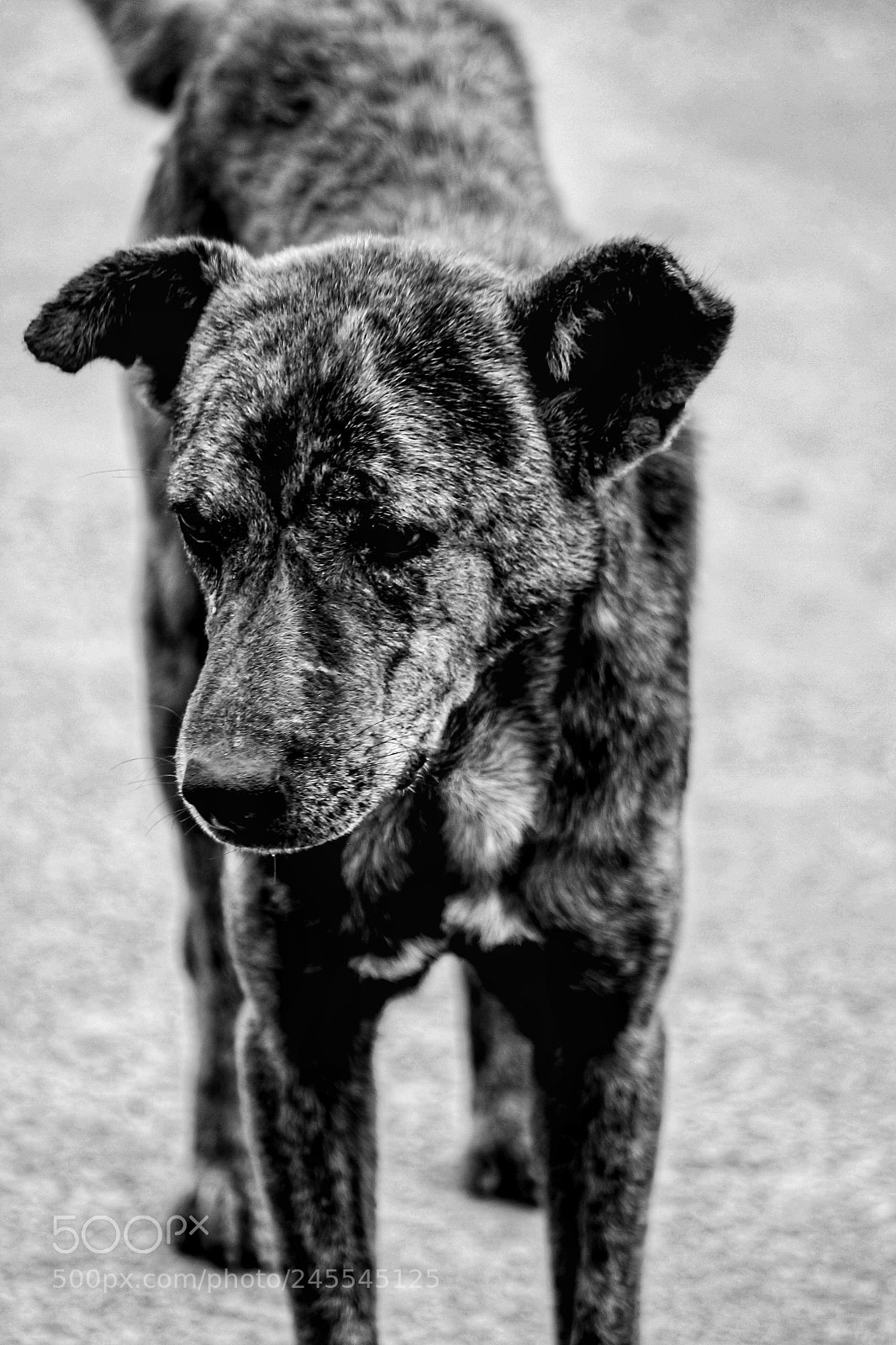 Canon EOS 700D (EOS Rebel T5i / EOS Kiss X7i) sample photo. Dog photography