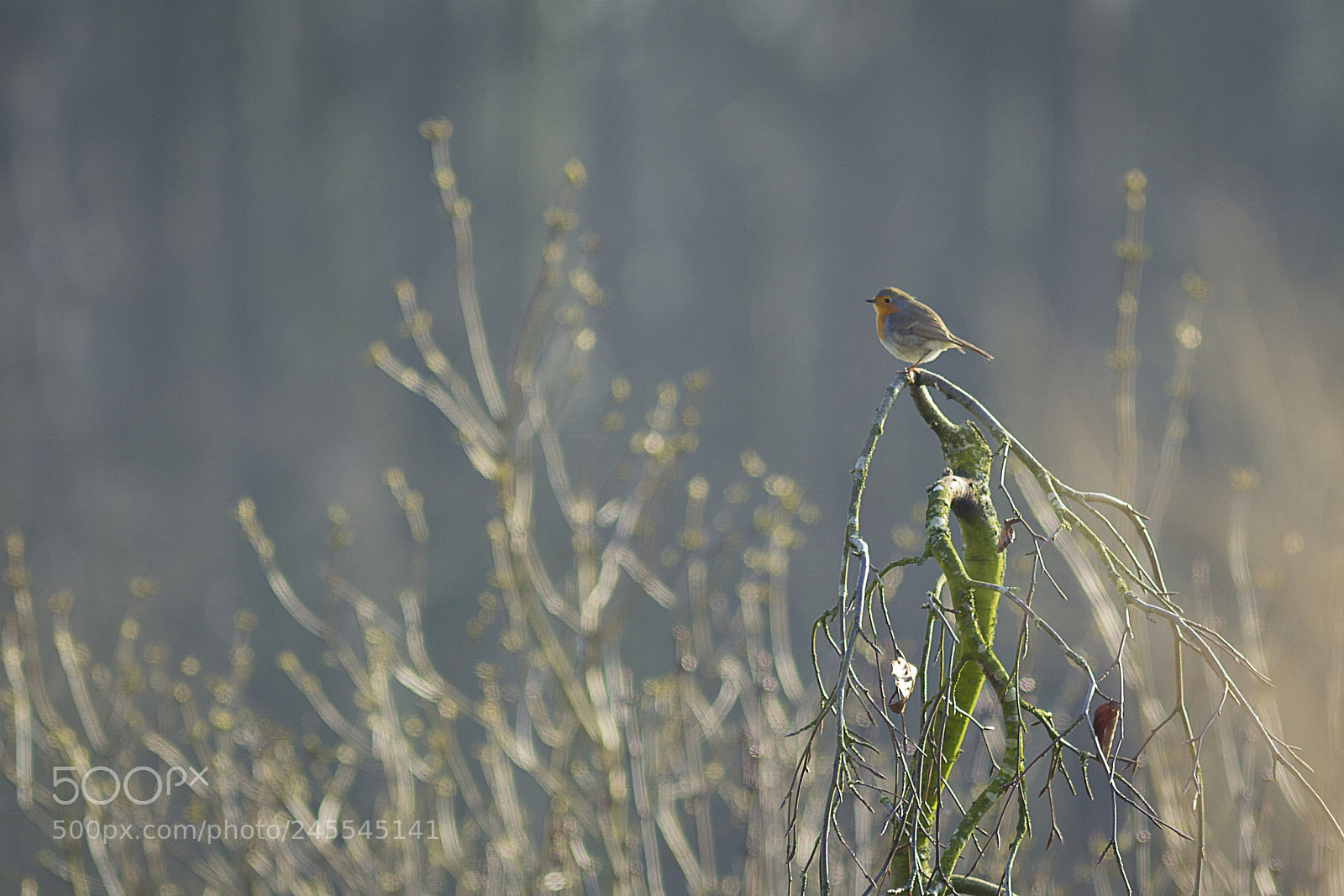 Canon EOS-1D Mark IV sample photo. Red robin on top photography