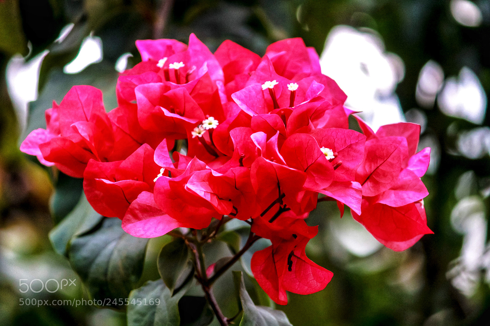 Canon EOS 700D (EOS Rebel T5i / EOS Kiss X7i) sample photo. Bougainvillea photography