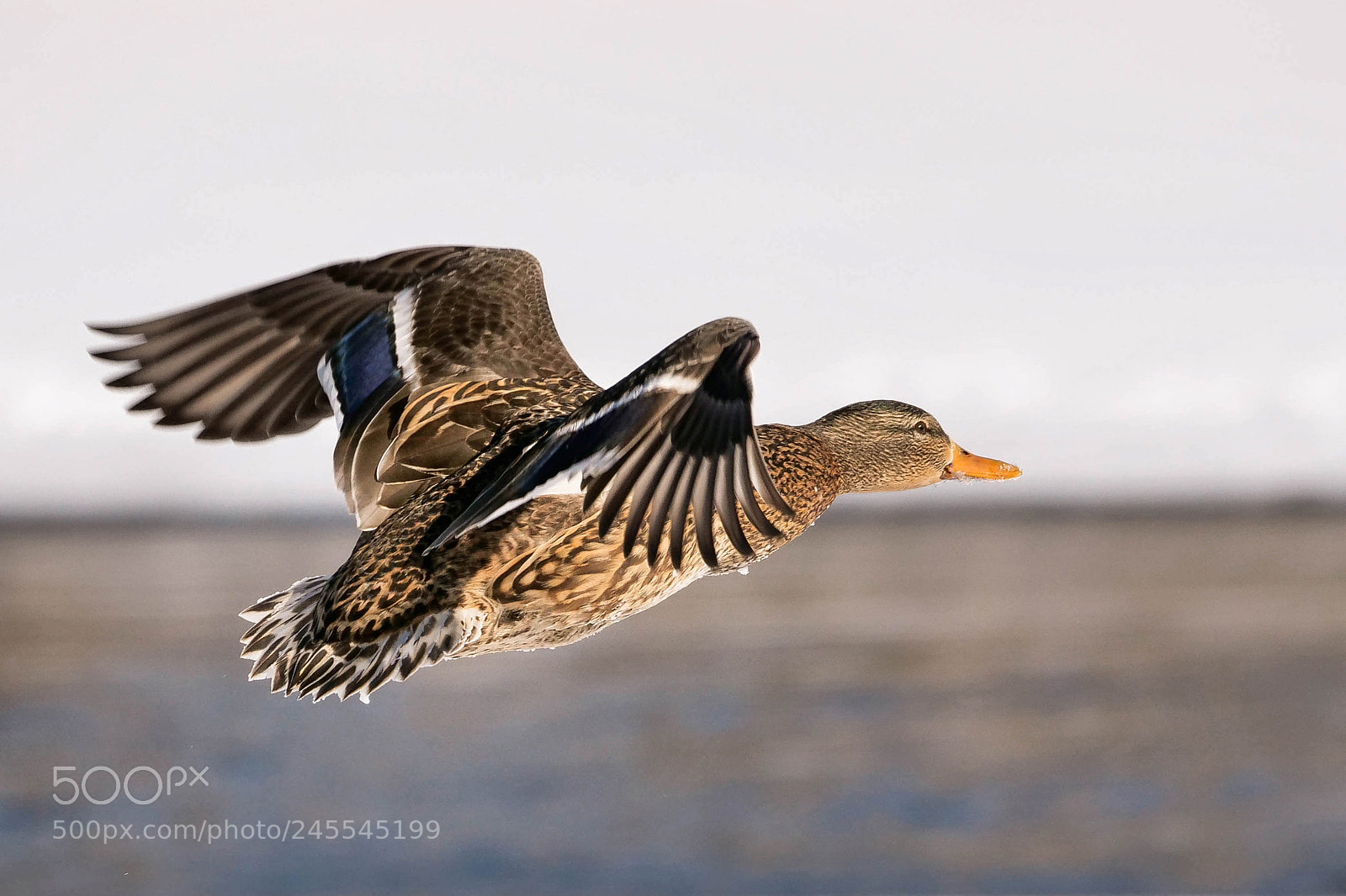 Panasonic Lumix DC-G9 sample photo. Female mallard in winter photography