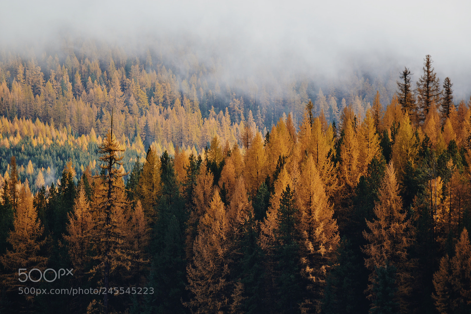 Nikon D3100 sample photo. Larches for as far photography