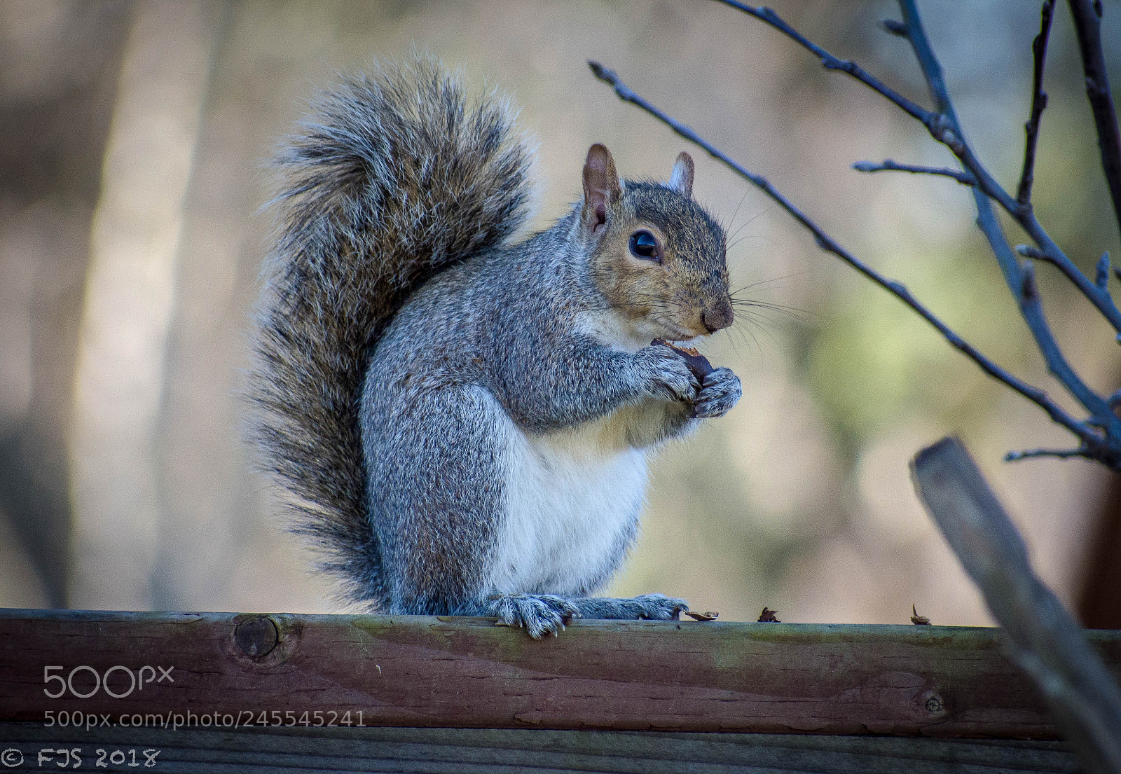 Nikon D7200 sample photo. Squirrel photography