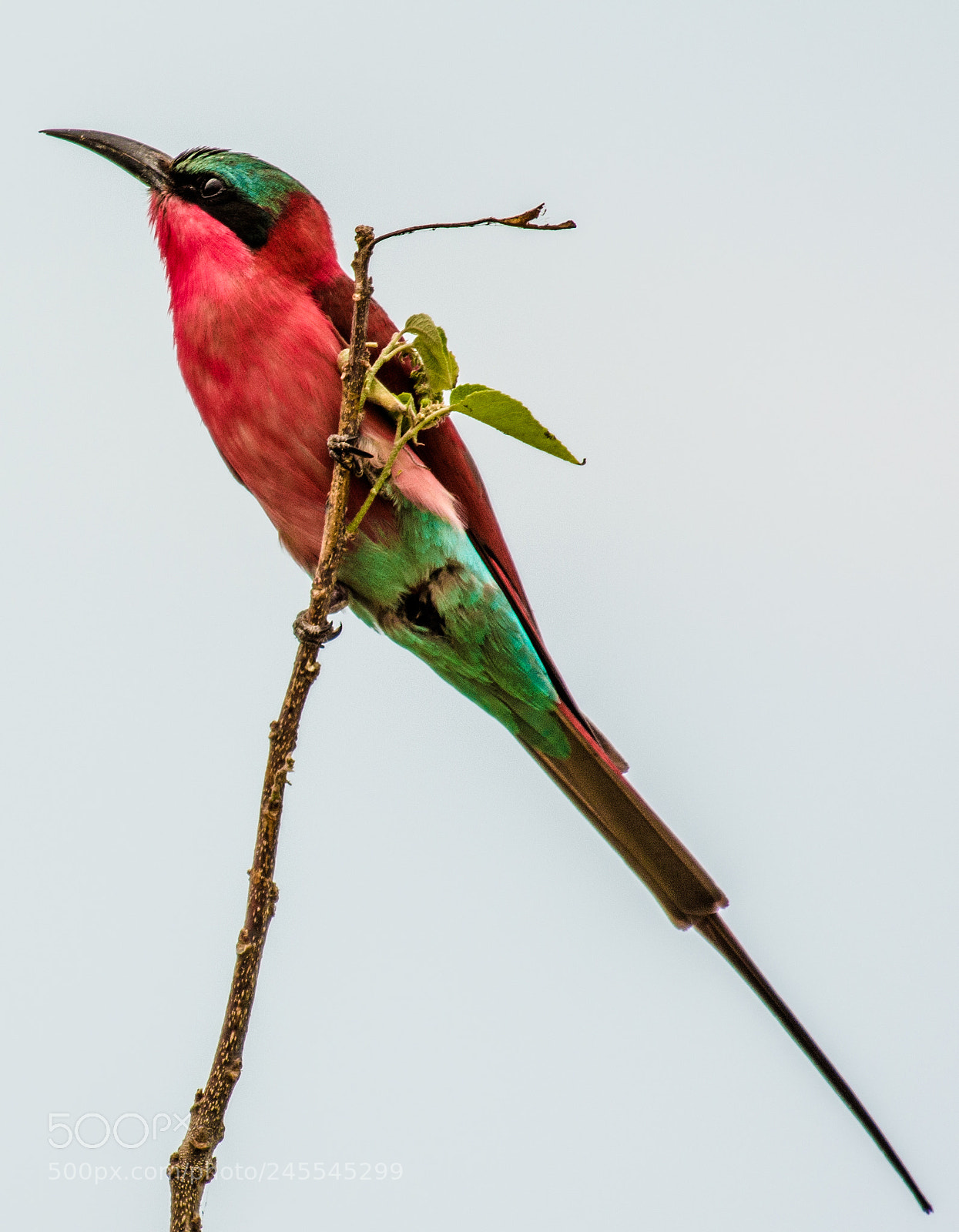 Nikon D7100 sample photo. Southern carmine bee eater photography