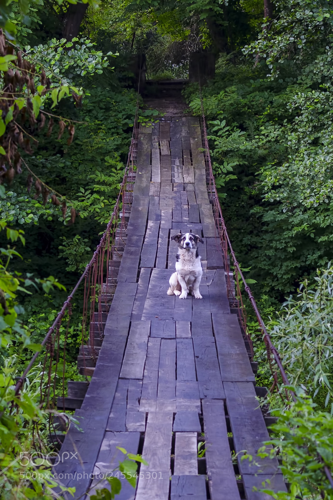 Nikon D5100 sample photo. Last dog standing photography