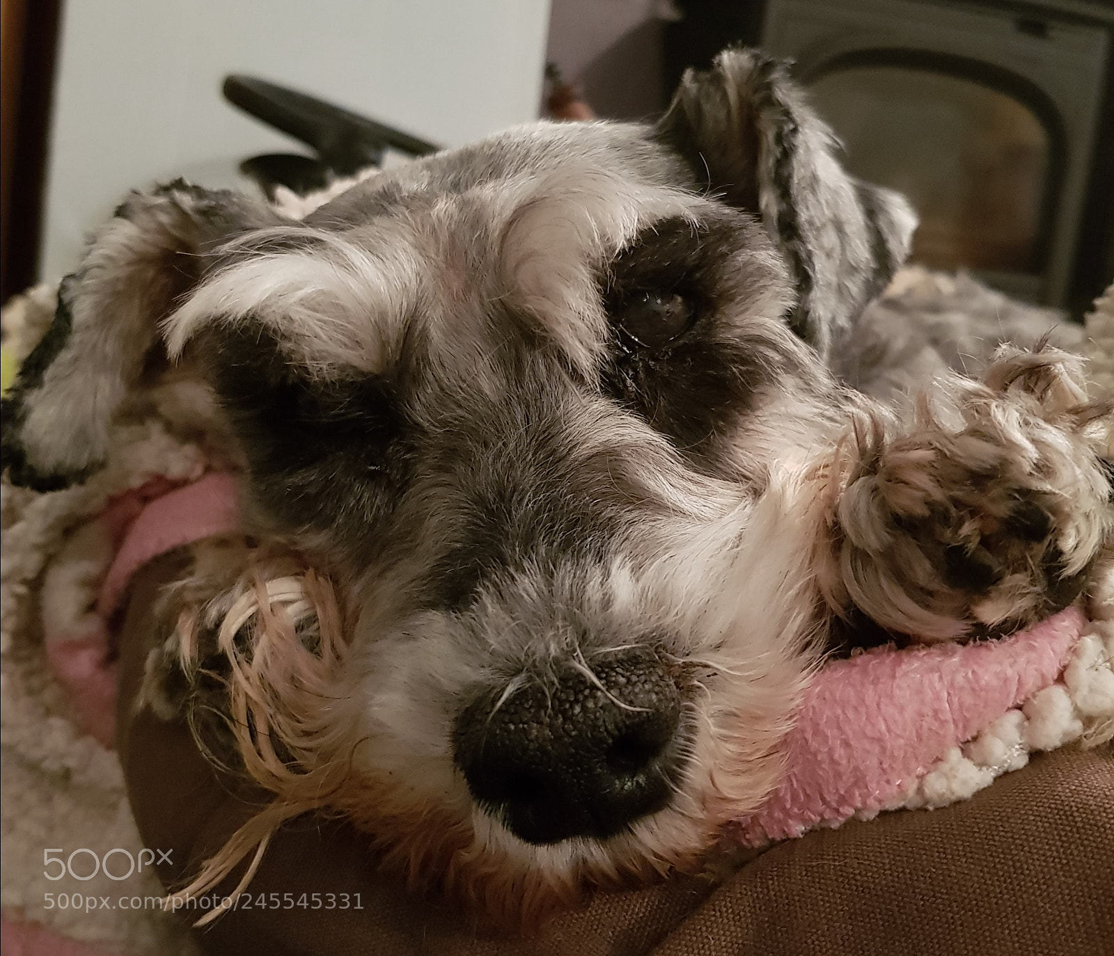 Samsung Galaxy S8+ sample photo. The dog photography