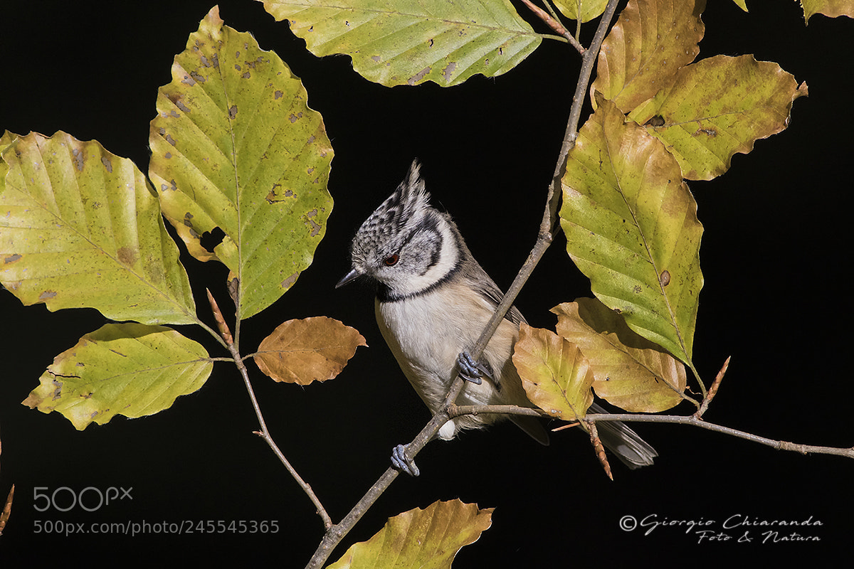 Canon EOS 7D Mark II sample photo. Cincia dal ciuffo photography