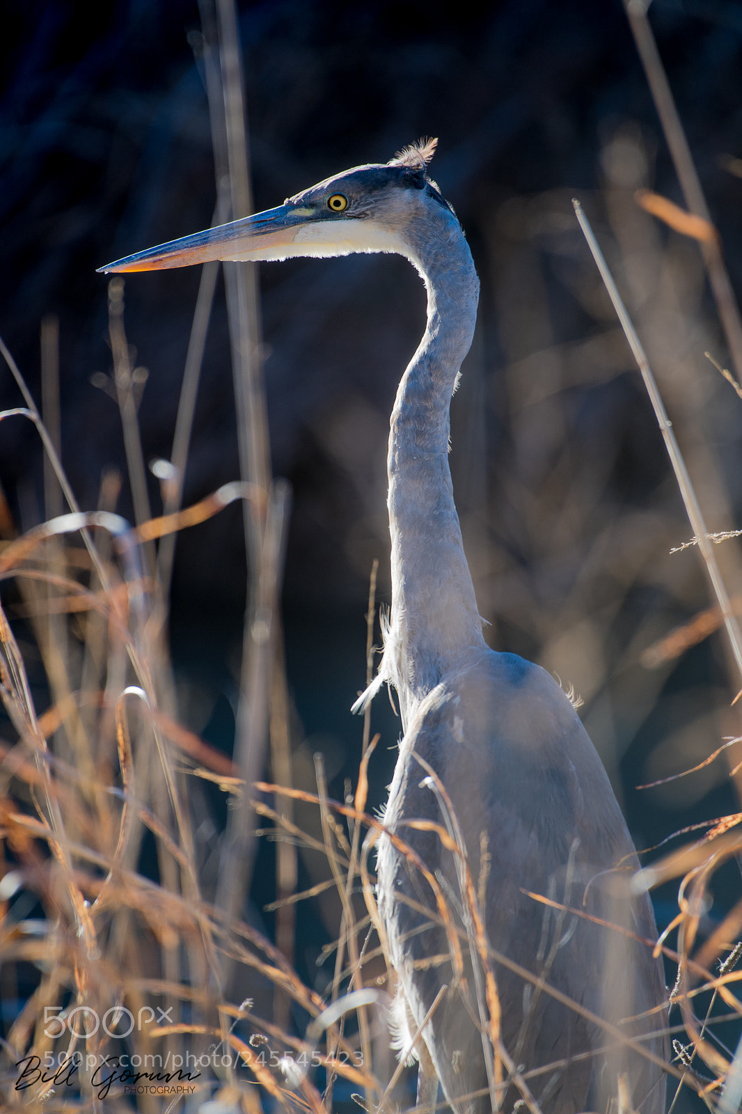 Nikon D500 sample photo. Great blue heron photography