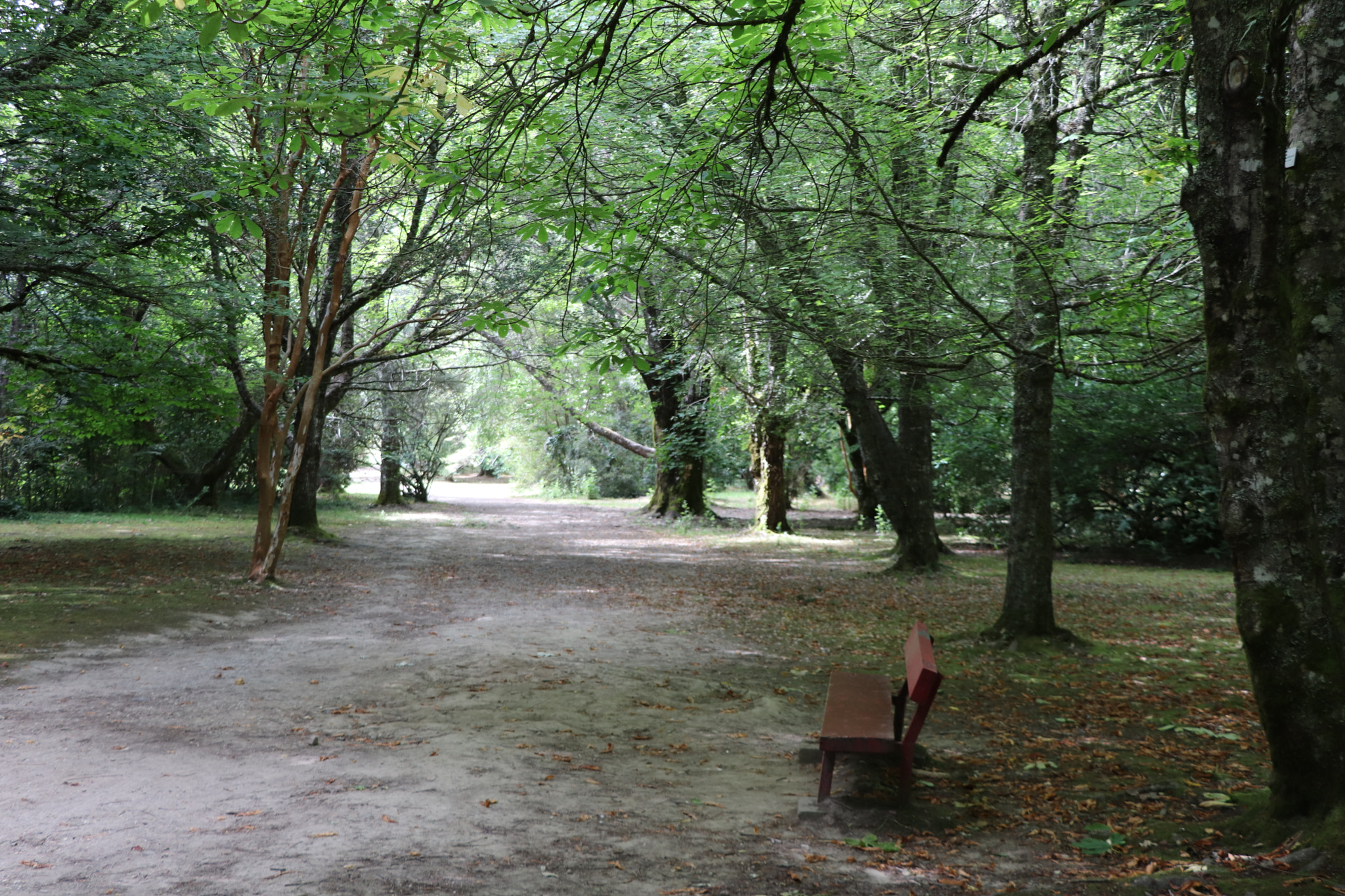 Canon EOS 77D (EOS 9000D / EOS 770D) sample photo. The red bench photography