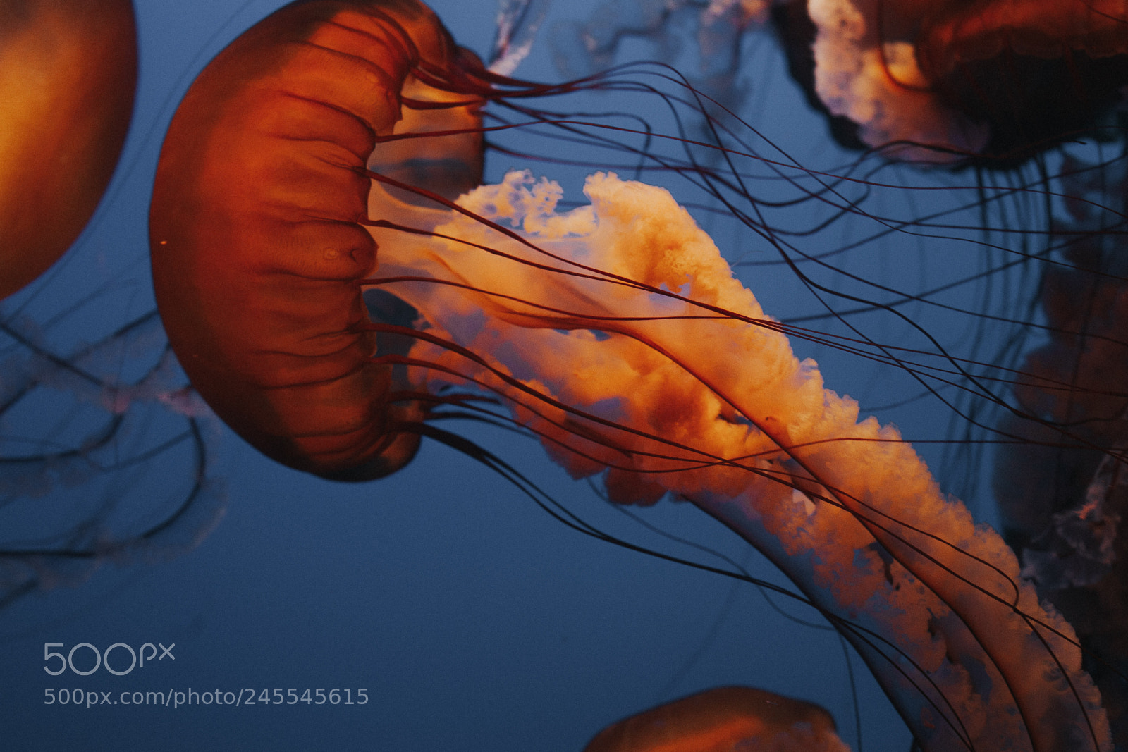 Canon EOS 5D sample photo. Monterey bay aquarium photography