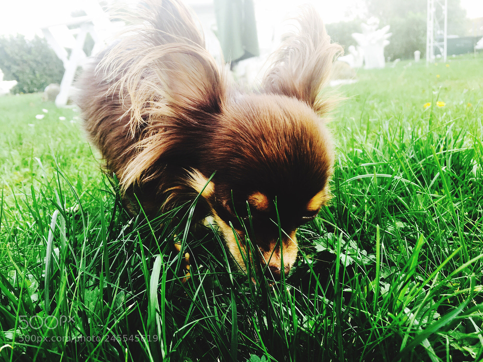 Apple iPhone 6s sample photo. Grass photography