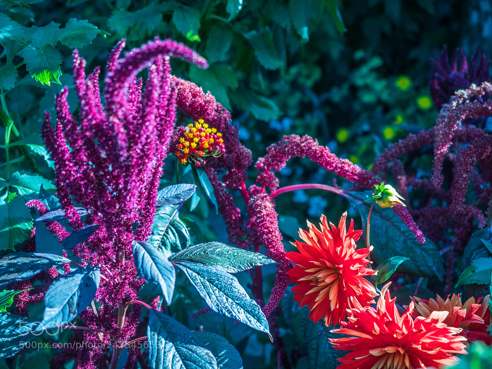Olympus OM-D E-M5 II sample photo. The colors of monet photography