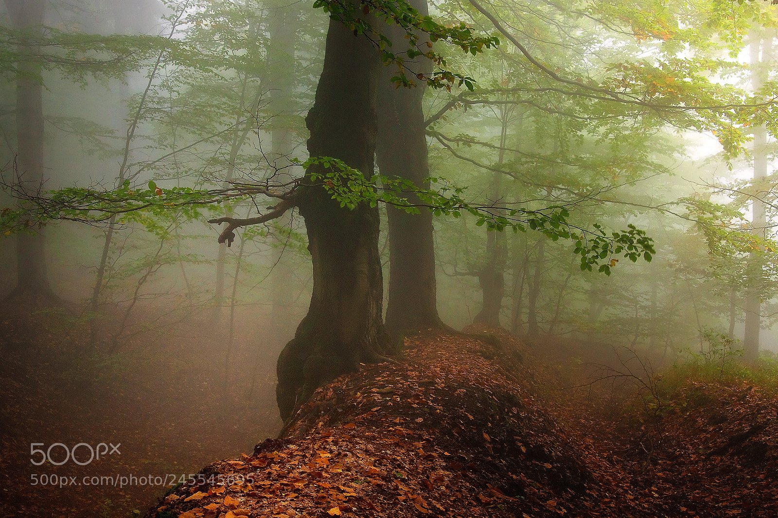 Canon EOS 50D sample photo. ...foggy forest in oremountains photography