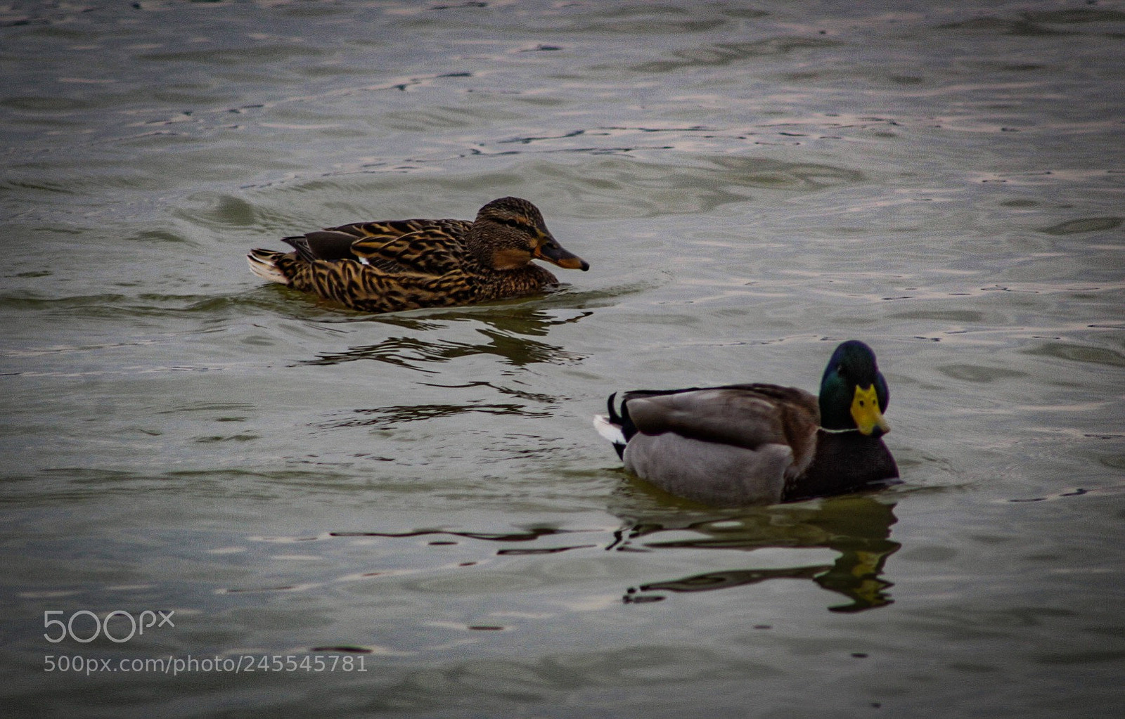 Canon EOS 1300D (EOS Rebel T6 / EOS Kiss X80) sample photo. Balatonlake, hungary photography