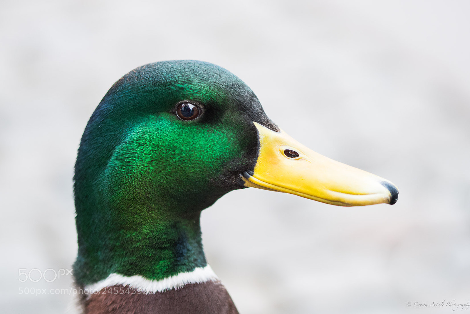 Nikon D500 sample photo. Hey gorgeous photography