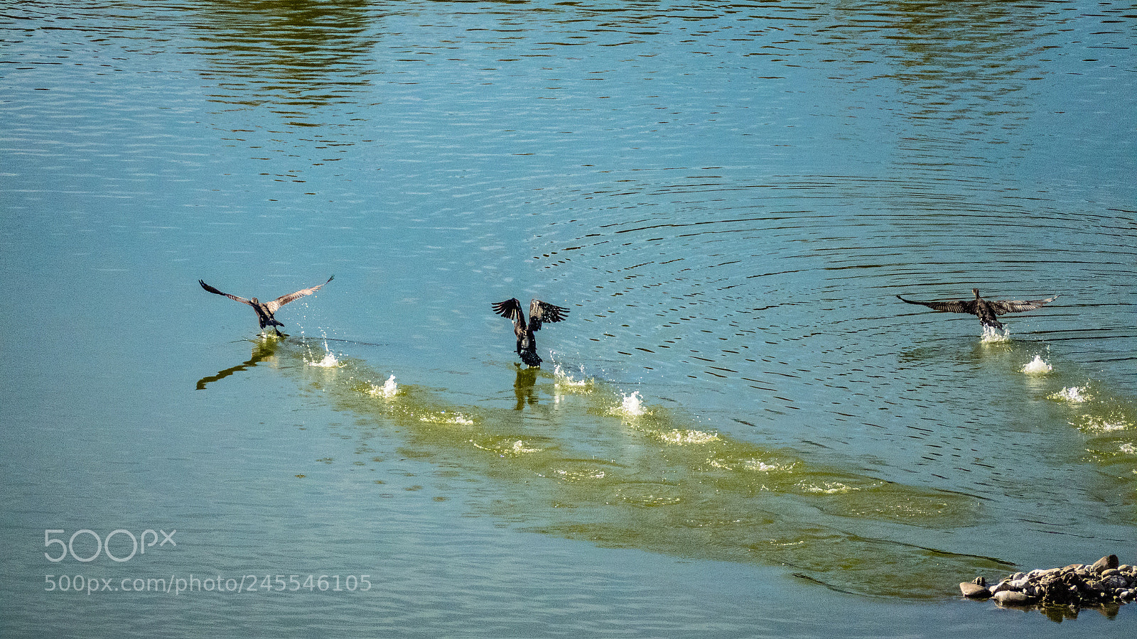 Panasonic Lumix DMC-FZ1000 sample photo. Cormoranes photography