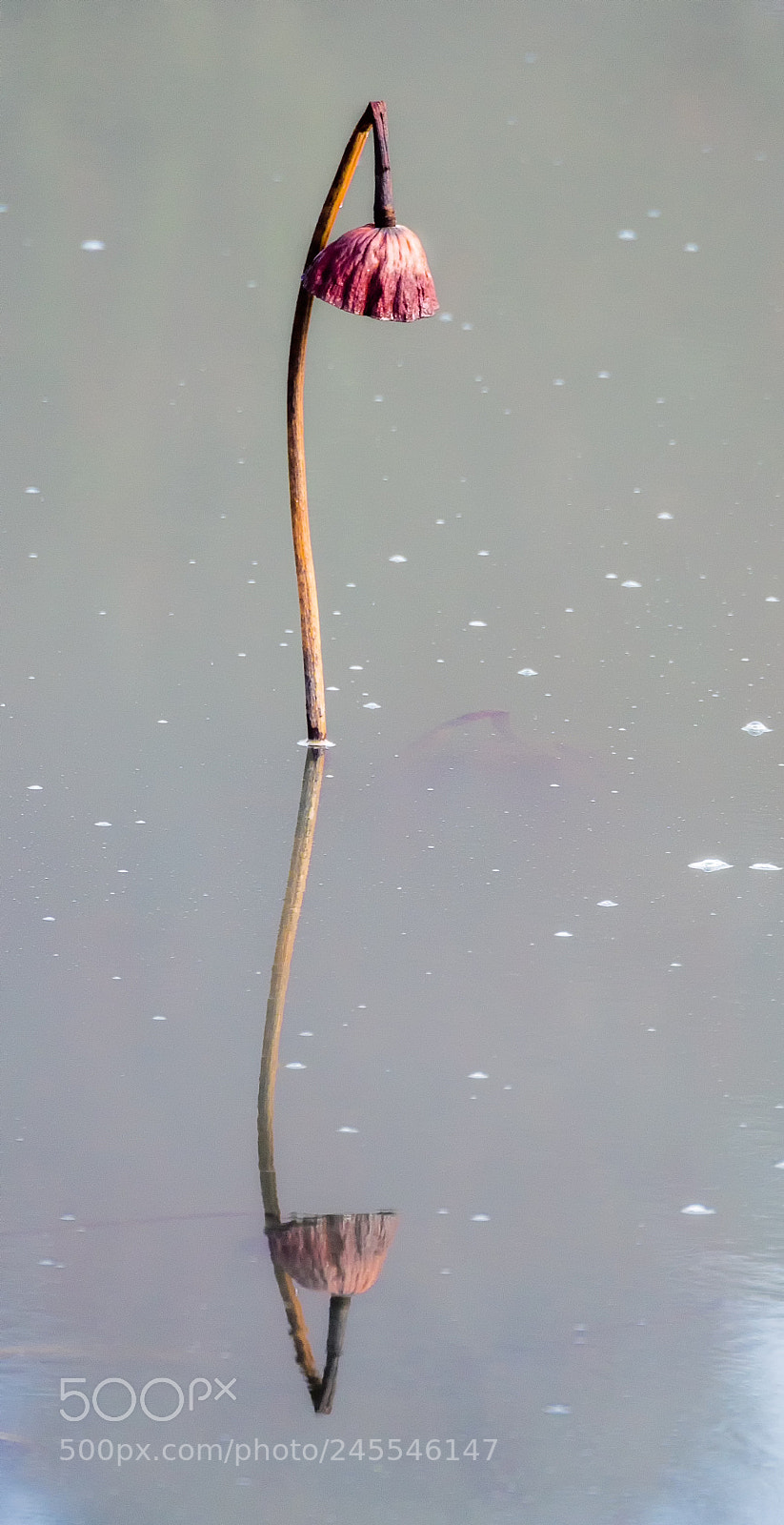 Nikon D500 sample photo. Reflection photography