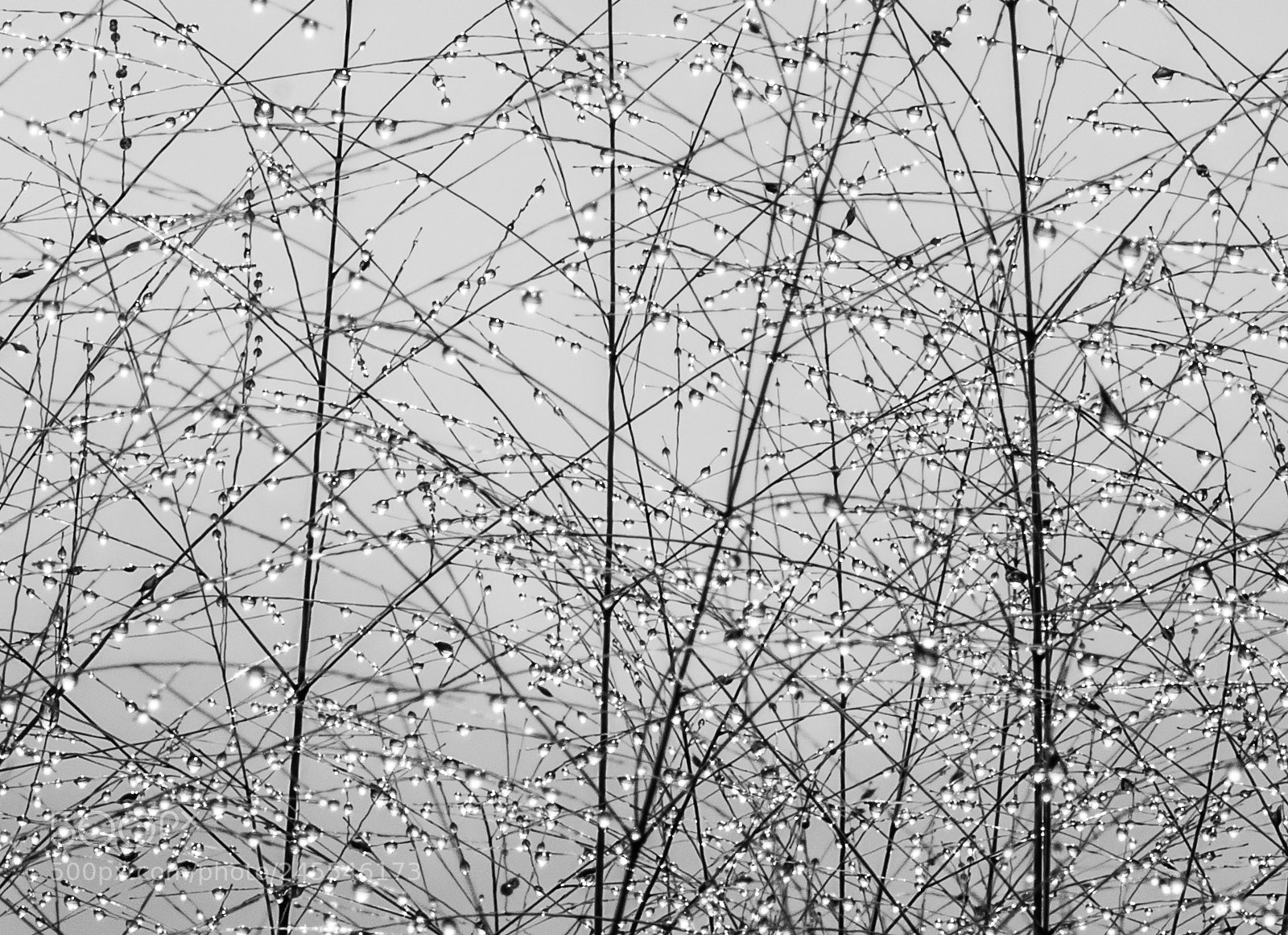 Nikon D500 sample photo. Drops, frozen, still, nature photography