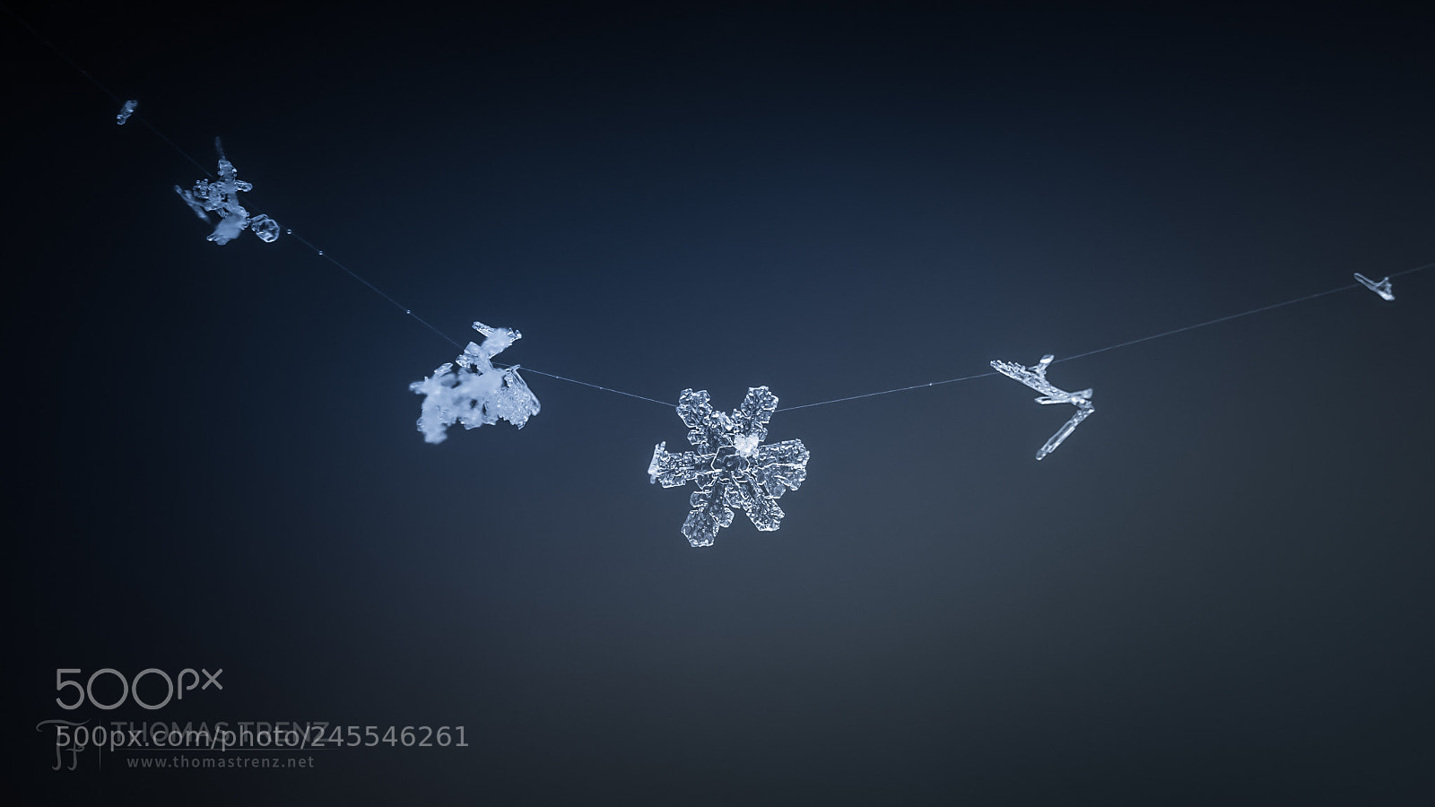 Nikon D600 sample photo. Snowflake network photography