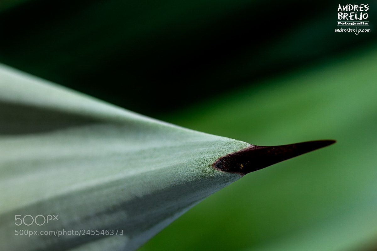 Canon EOS 60D sample photo. Naturaleza punzante photography