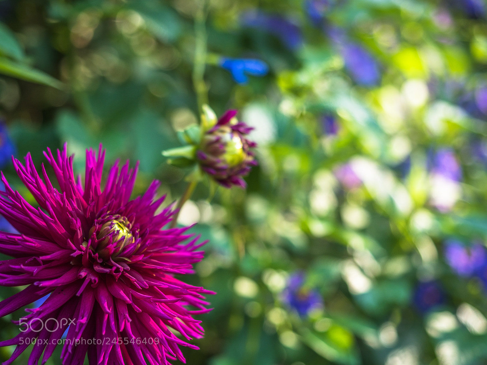 Olympus OM-D E-M5 II sample photo. Beauty in monet photography