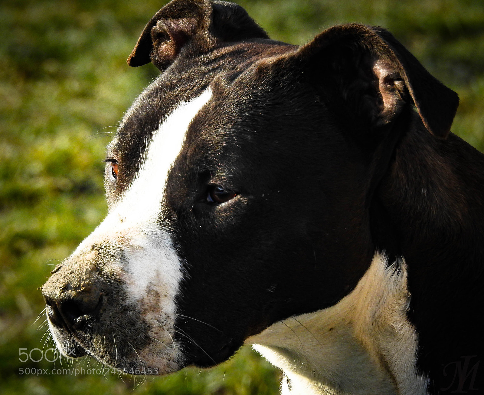 Nikon Coolpix P900 sample photo. My dog photography
