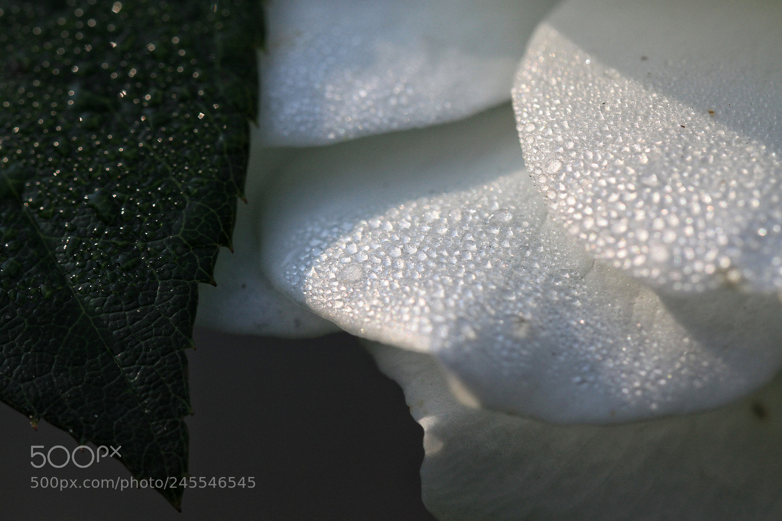 Canon EOS 50D sample photo. Natural black and white photography