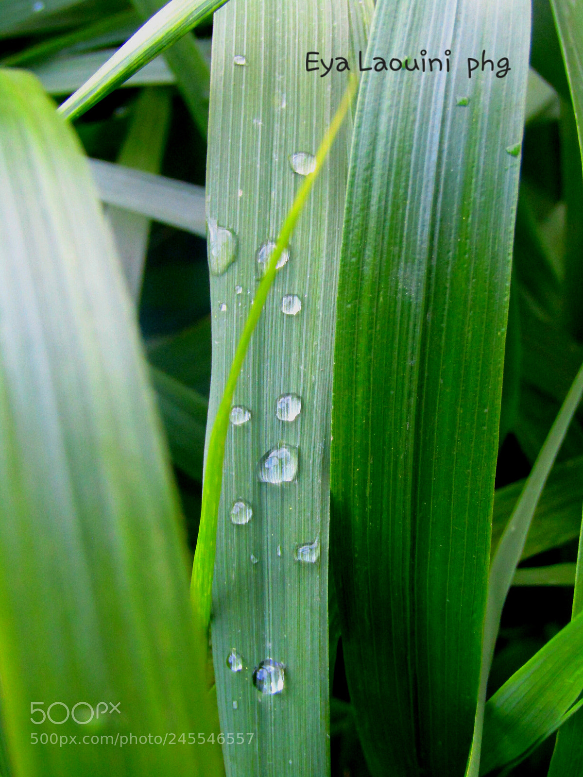 Canon PowerShot SX410 IS sample photo. Nature photography