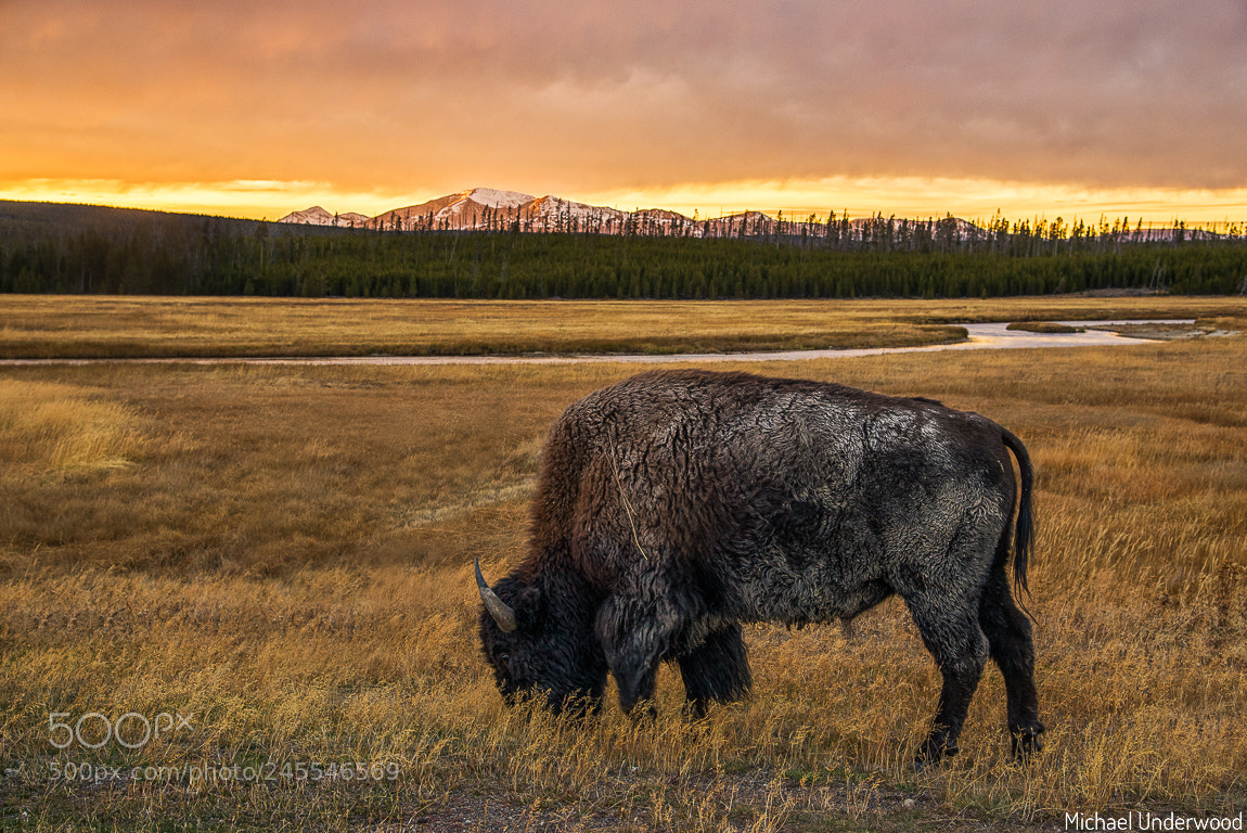 Nikon D600 sample photo. Autumn light in yellowstone photography