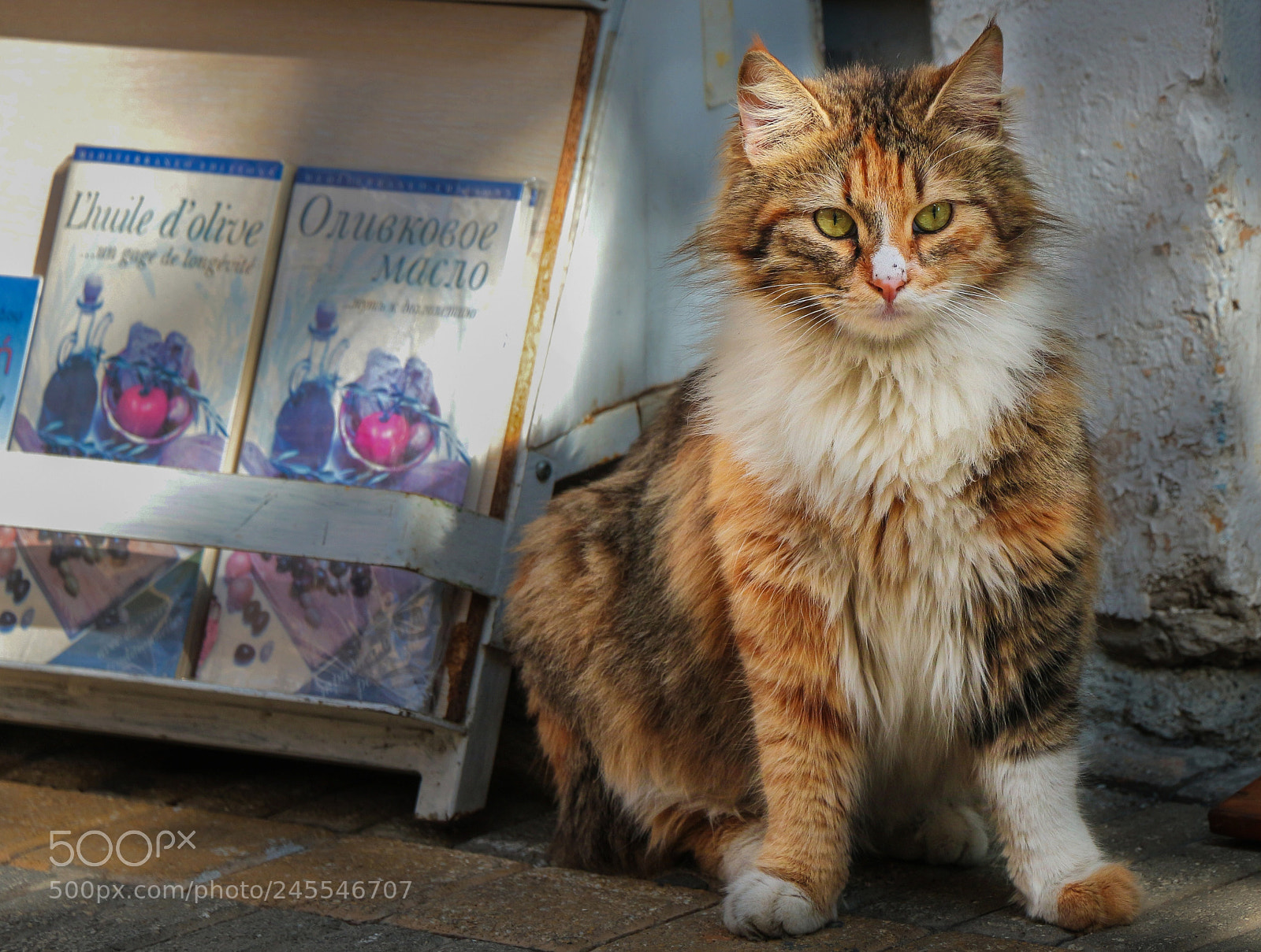 Canon EOS 700D (EOS Rebel T5i / EOS Kiss X7i) sample photo. Cat loving books :)?! photography