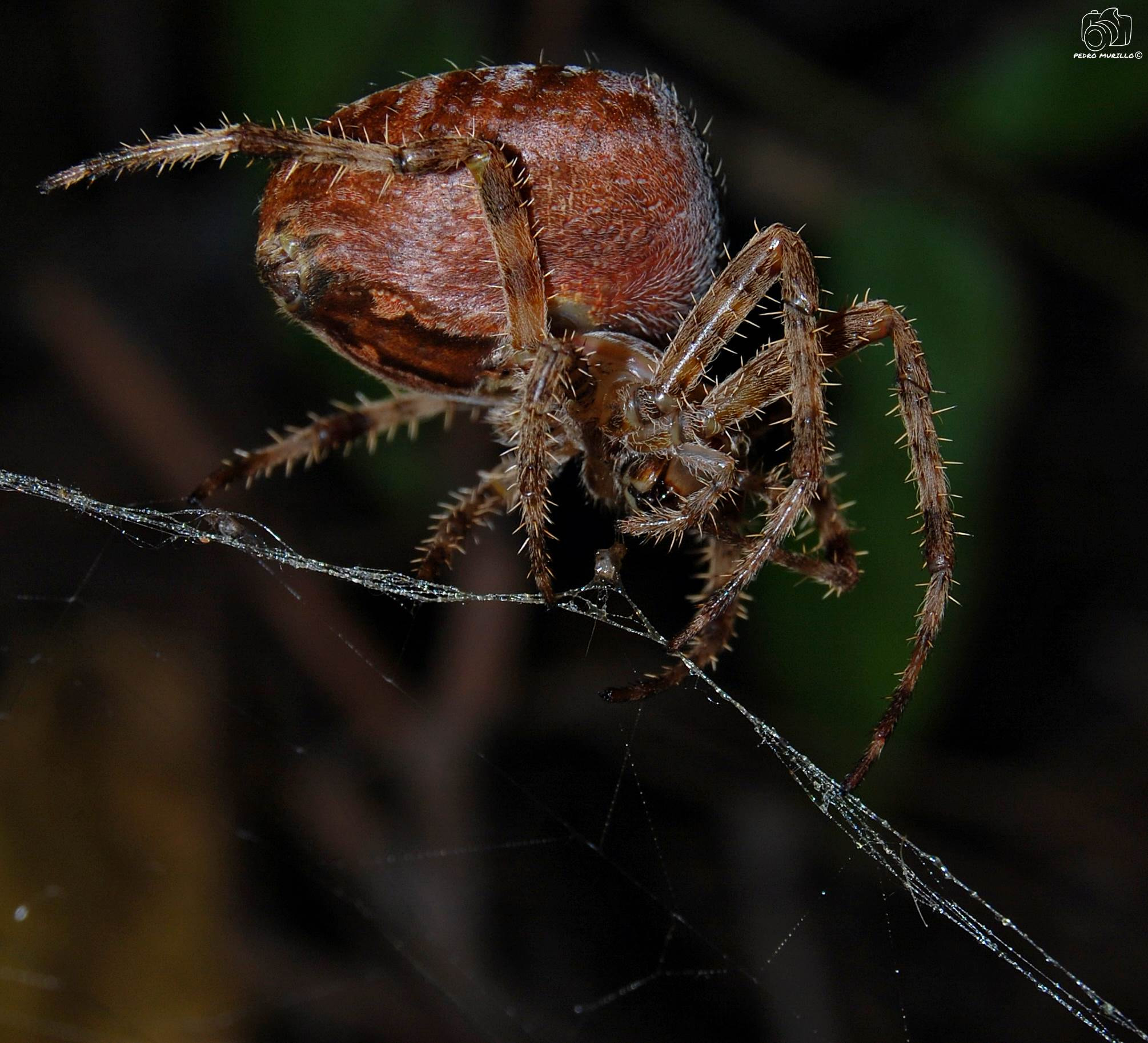 Nikon D60 sample photo
