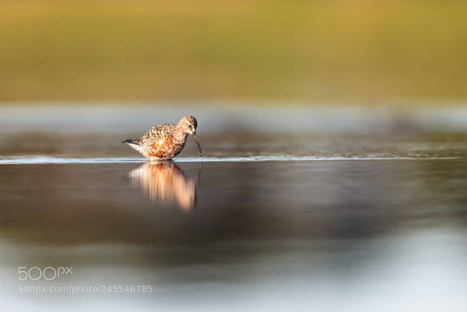 Canon EOS-1D X sample photo. Curlew sandpiper photography