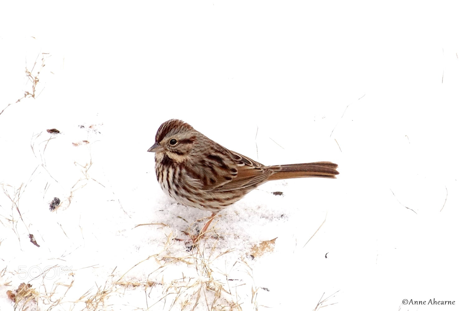 Sony ILCA-77M2 sample photo. Song sparrow photography