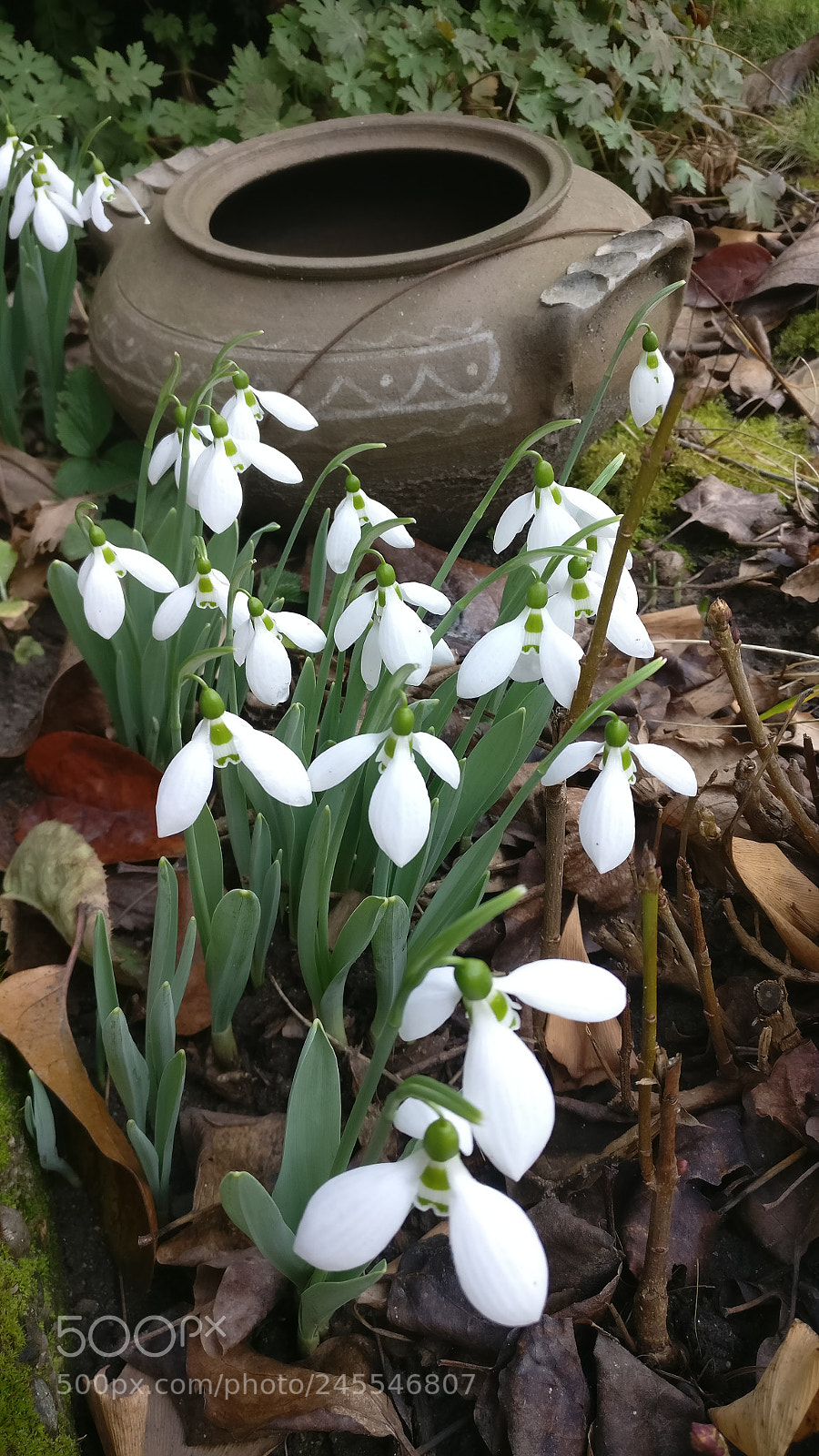 OnePlus A3003 sample photo. The spring is coming photography