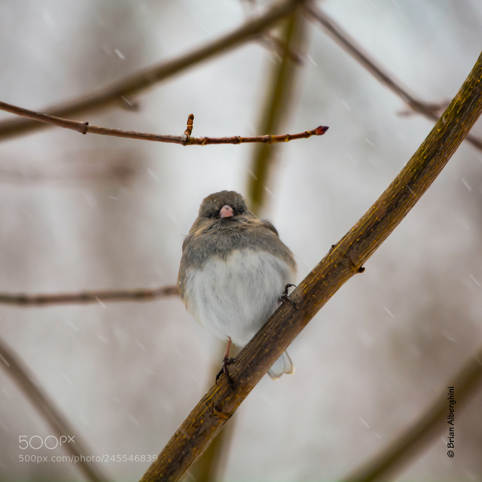 Nikon D7100 sample photo. Snowy junco photography