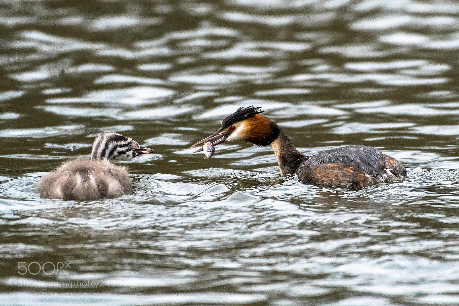 Nikon D500 sample photo. Crested grebe feeding its photography