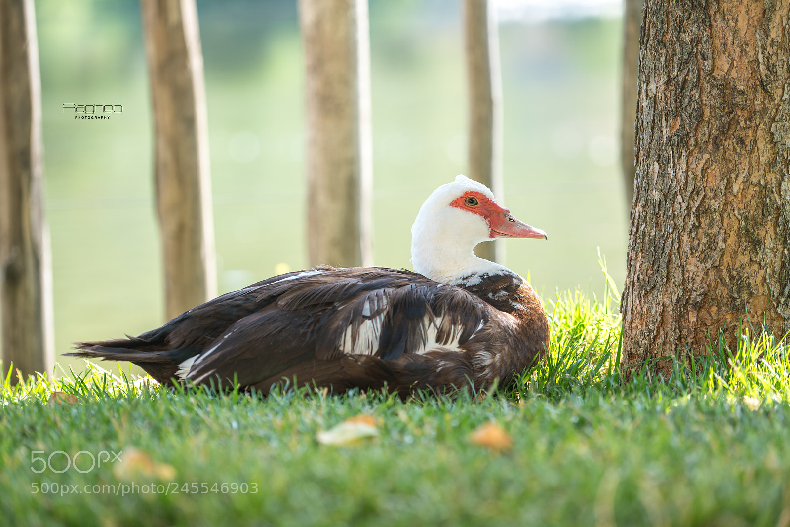 Sony a7R II sample photo. Travel photography