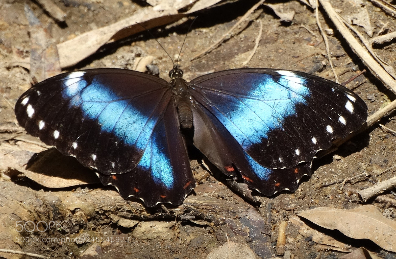 Sony Cyber-shot DSC-HX300 sample photo. Colorful butterfly photography