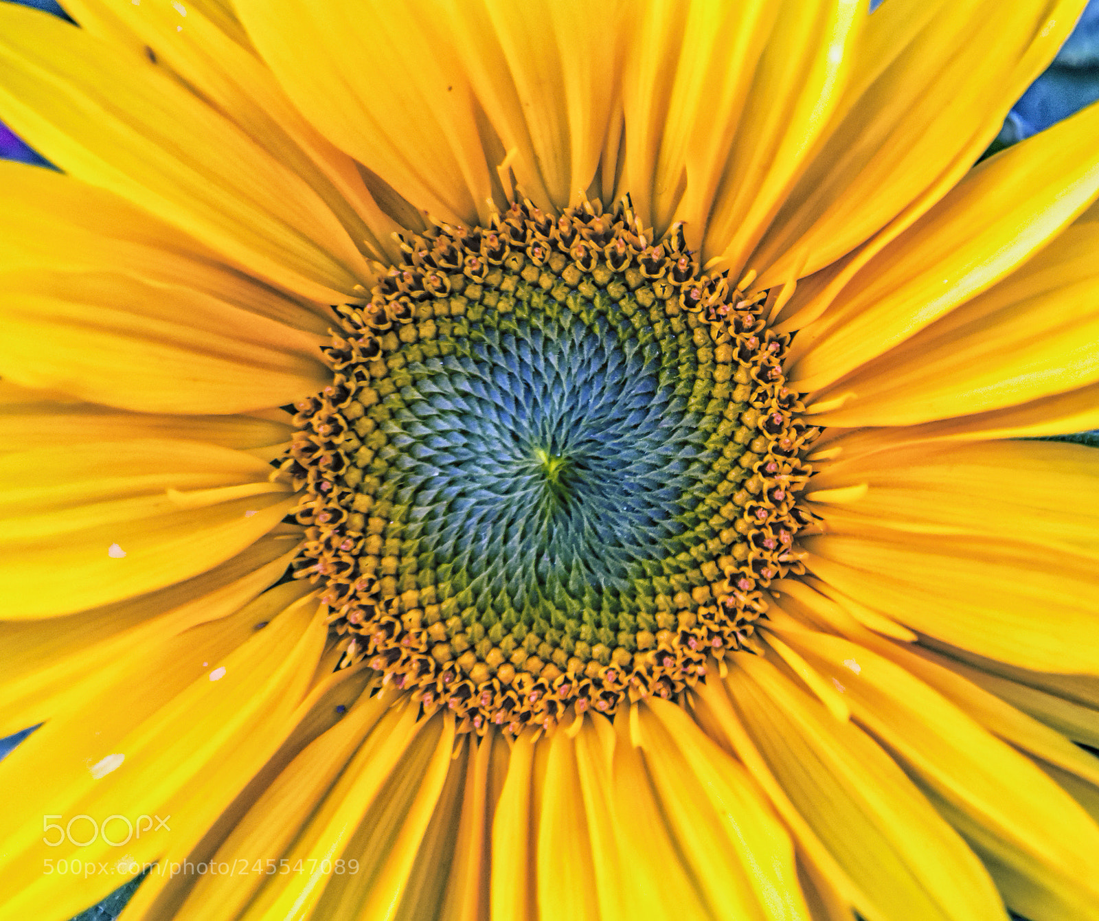 Nikon D5500 sample photo. Natures symmetry (01) photography