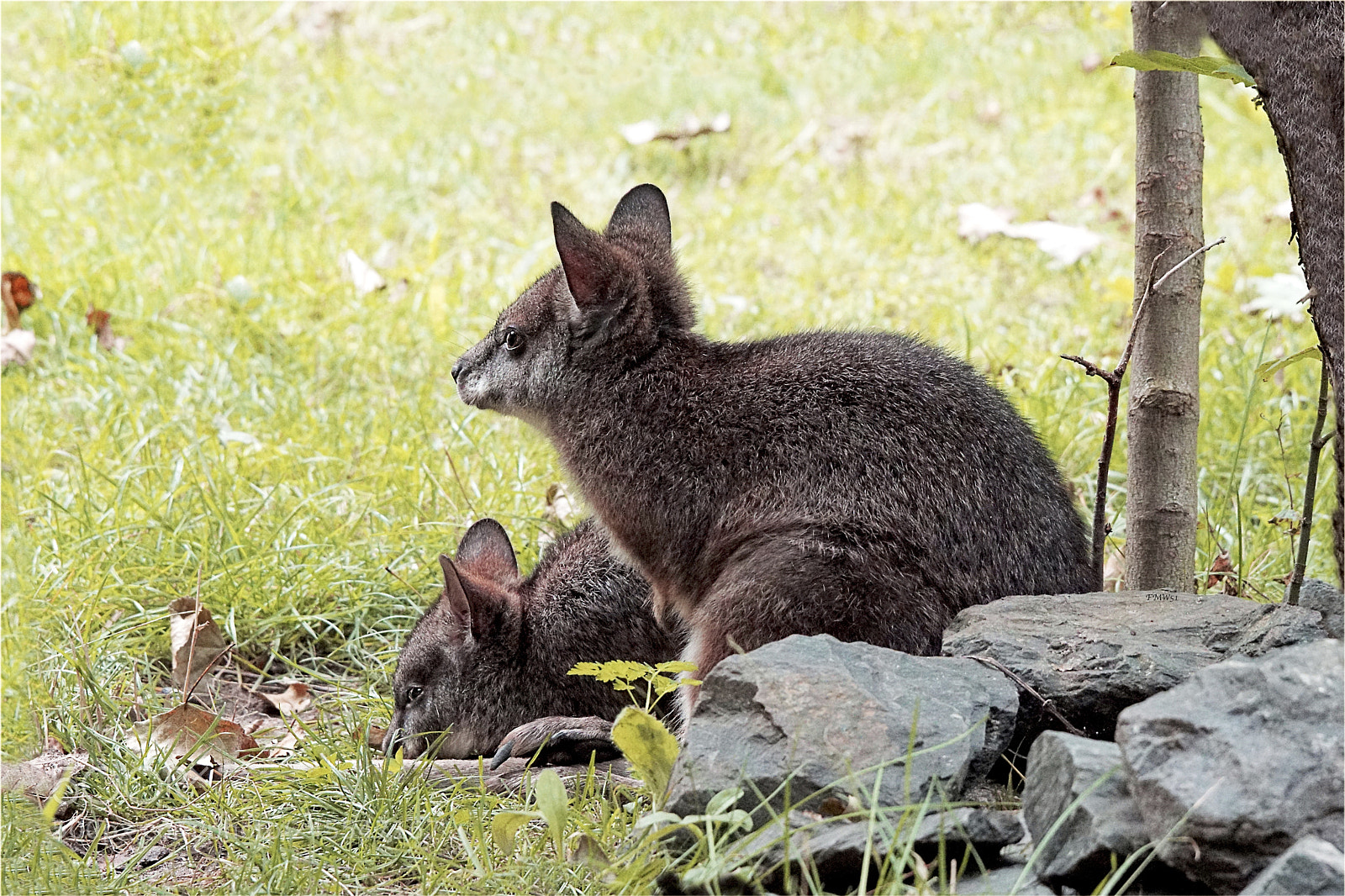 Sony ILCA-77M2 sample photo. Maternal care photography
