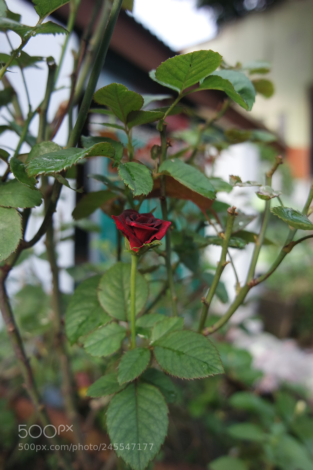 Samsung NX3000 sample photo. Unnoticed photography