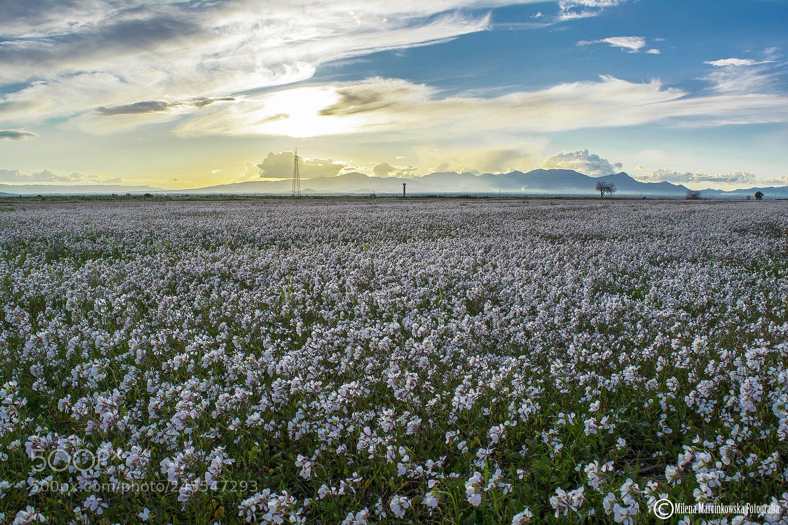 Nikon D5200 sample photo. White flowers - sardinia photography