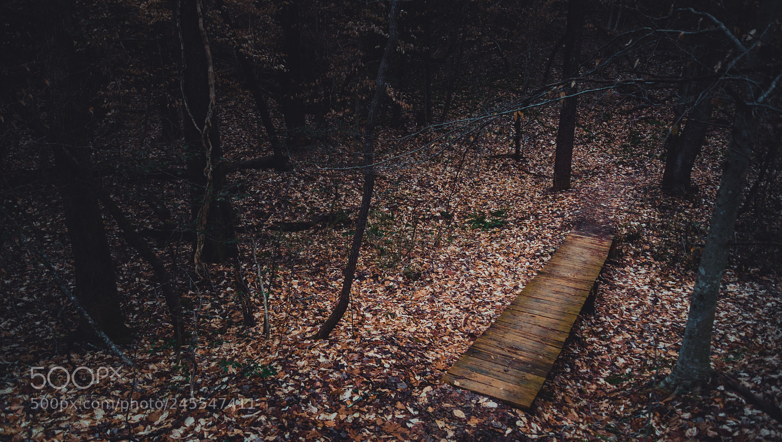 Nikon D600 sample photo. Forest trail photography